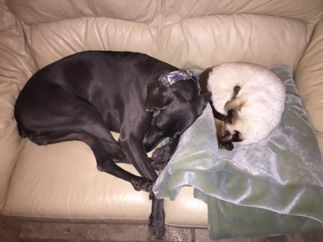 Stella Asleep with Cat 2